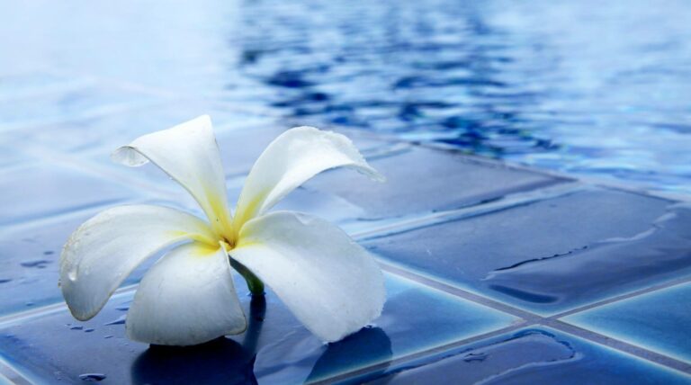 Blume am Rand eines Pools - Symbolbild für eBay Kaufvertrag für Pool