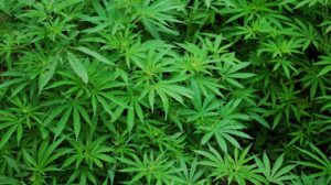 Cannabispflanzen - Symbolbild für BtMG + CBD